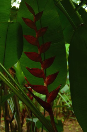 Oiseau du paradis, Palenque